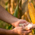 THERE’S STILL TIME TO PLANT CORN_Agriglobalmarket