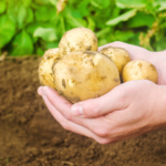 Biosensor-detects-hidden-rot-in-potatoes_agriglobalmarket