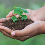 Pruebas-de-campo-entrar-en-el-mercado-del-carbono_agriglobalmarket