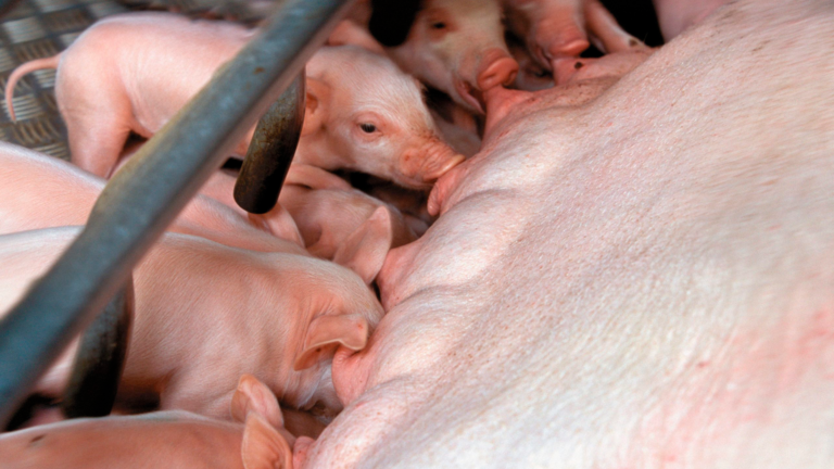 A-holistic-nutritional-concept-to-enhance-gut-health-and-performance-of-young-pigs_agriglobalmarket