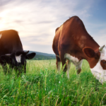 A-natural-step-to-shrink-GHG-emissions-from-livestock_agriglobalmarket