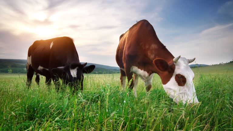 A-natural-step-to-shrink-GHG-emissions-from-livestock_agriglobalmarket