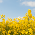 https://agriglobalnews.com/wp-content/uploads/2022/10/War-in-Ukraine-could-have-lasting-impact-on-oilseed-markets_agriglobalmarket.png