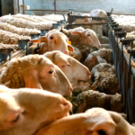 Animal-protein-companies-face-triple-challenge-in-2023-AgriGlobal-Market-Blog
