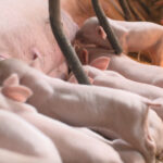 B-Argentina-increased-pork-production-to-record-heights-in-2022_AgroGlobal-Market