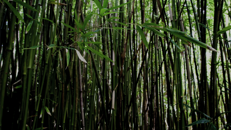 B-La-fibra-de-bambú-fermentada-mejora-la-salud-y-el-rendimiento-intestinal-de-cerdas-y-lechones-Agriglobal-Market