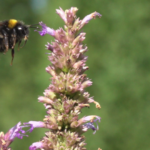 B-Efecto-de-insecticidas-orgánicos-sobre-las-abejas-Agriglobal-Market