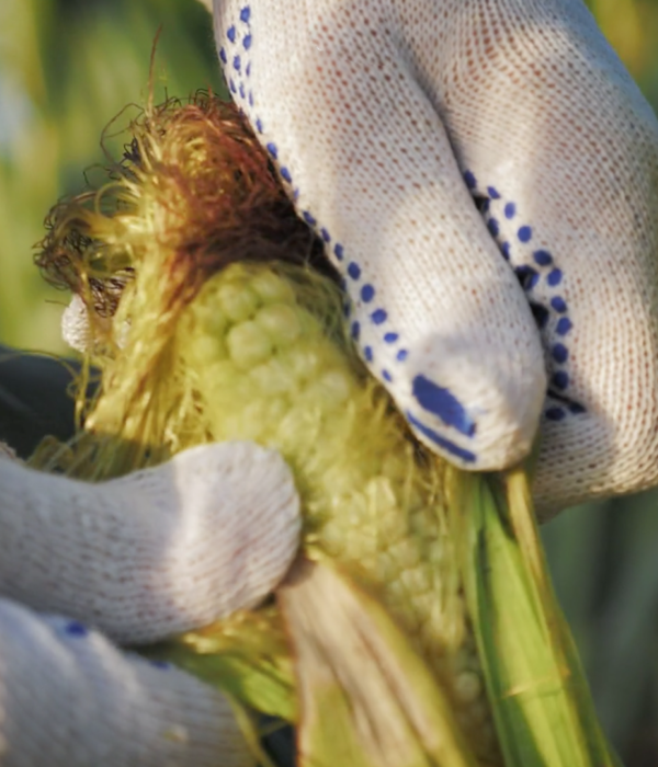 B-Cambios-en-el-mercado-de-maíz--Sudamérica-acapara-más-de-la-mitad-de-las-exportaciones-globales-Agriglobal-Market