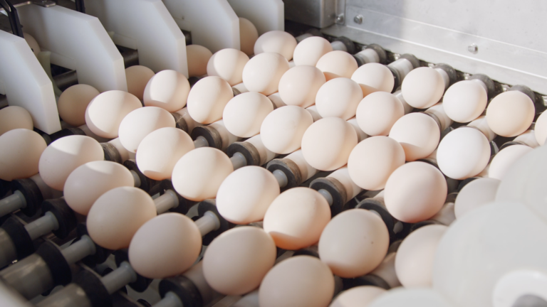 B-Sistema-de-incubación-automático-duplicaría-cantidad-de-huevos-producidos-en-20-días-Agriglobal-Market